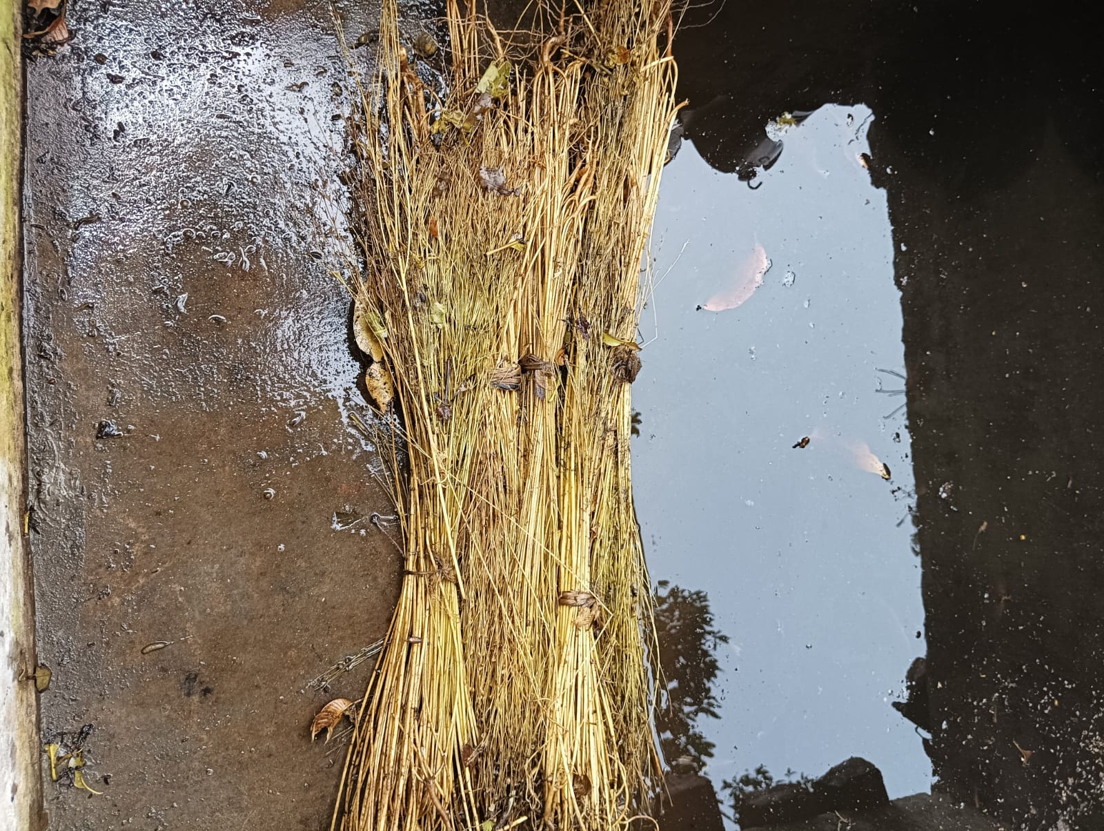 Linen Fiber